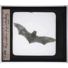 Les Adaptations au vol chez les animaux. Vespurtilia pipistrellus.