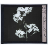 La Ramification et les inflorescences. Poirier fleuri.