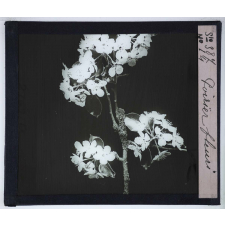 La Ramification et les inflorescences. Poirier fleuri.