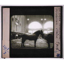 Les Races chevalines, asines et mulassières en France. Percheron étalon, 2e prix.
