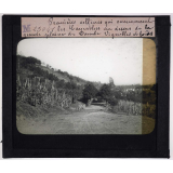Roumanie. Premières collines qui commencent les Carpathes au dessus de la grande plaine du Danube. Vignobles et forêts.