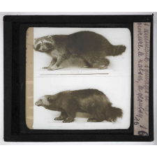 Les Animaux sauvages et la fourrure. Le raton, le glouton.