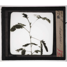 Les Plantes. Sensitive.