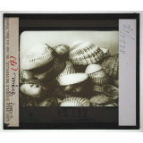Les Mollusques comestibles. Coque.