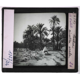 Oasis. Biskra. Cimetière arabe.