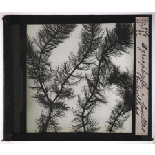 Les Physionomies végétales. Myriophylle à feuilles verticillées.