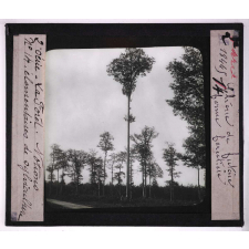 La Forêt. Notions élémentaires de sylviculture. Chêne de futaie, forme forestière.
