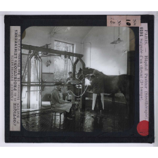Sérothérapie. Préparation des divers sérums de l'Institut Pasteur de Paris. Saignée d'un cheval (3e temps).
