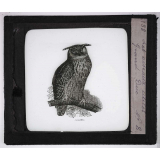 Les Oiseaux utiles. Grand-Duc.