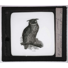 Les Oiseaux utiles. Grand-Duc.
