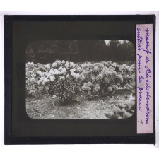 Le Travail des semences. Massif de rhododendrons cultivés pour la graine.