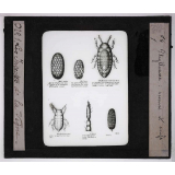 Les Insectes parasites de la vigne. Phylloxéra sexué et oeufs.