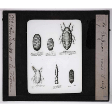 Les Insectes parasites de la vigne. Phylloxéra sexué et oeufs.