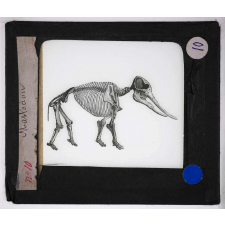 Ère Tertiaire. Mastodon.