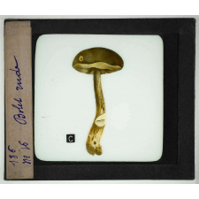 Notions élémentaires sur les champignons comestibles et vénéneux. Bolet rude.