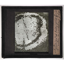 La Culture des abeilles. Fragment de rayon montrant du couvain compact et en couronne.