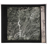 Les Physionomies végétales. Typha à feuilles étroites.