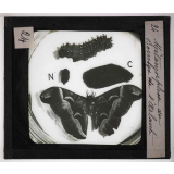 Métamorphoses des insectes. Métamorphose du Bombyx de l'Ailante.