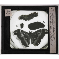 Métamorphoses des insectes. Métamorphose du Bombyx de l'Ailante.