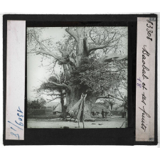 Le Dahomey. Géographie physique - Flore et faune. Baobab et ses fruits.