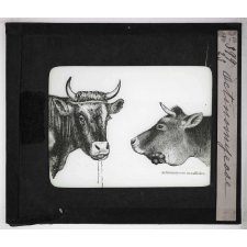 Les Principales maladies de l'espèce bovine. Actinomycose.