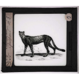 Les Carnassiers. Guépard.