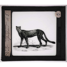 Les Carnassiers. Guépard.