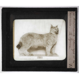 Les Animaux sauvages et la fourrure. Le Lynx.