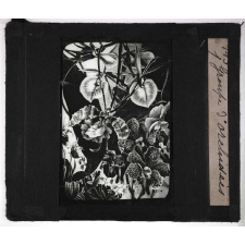 Les Plantes curieuses. Groupe d'orchidées.