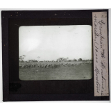 Australie. Troupeau de moutons en marche (10.000 moutons).