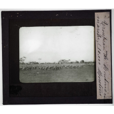 Australie. Troupeau de moutons en marche (10.000 moutons).