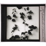 Les Fougères. Prothalles d'adiantum.