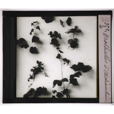 Les Fougères. Prothalles d'adiantum.