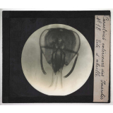 Caractères extérieurs des insectes. Tête d'abeille.