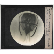 Caractères extérieurs des insectes. Tête d'abeille.
