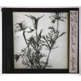 L'Ovaire et le fruit. Follicule de Nigelle.