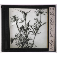 L'Ovaire et le fruit. Follicule de Nigelle.