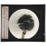 Caractères extérieurs des insectes. Ventouse de dytique mâle.