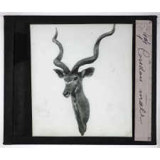 Chasse au moyen et au petit gibier africain du Mozambique. Coudou mâle.