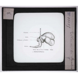Digestion et circulation. Estomac de Mouton.