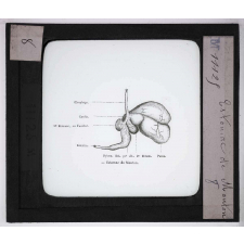Digestion et circulation. Estomac de Mouton.