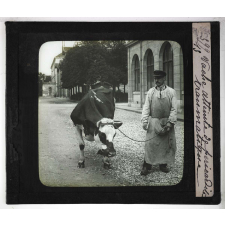 Les Principales maladies de l'espèce bovine. Vache atteinte de péricardite traumatique.