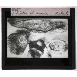 La Moule et l'huître portugaise sur les côtes de l'Aunis. Huîtres et moules (détails).