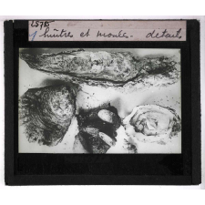 La Moule et l'huître portugaise sur les côtes de l'Aunis. Huîtres et moules (détails).