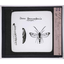 Les Oseraies pratiques. Sesia formicaeformis, insectes nuisibles.
