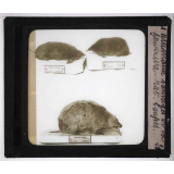 Les Animaux sauvages et la fourrure. Rat, taupes.