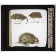 Les Animaux sauvages et la fourrure. Rat, taupes.