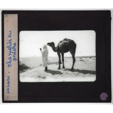 Sahara. Chamelier en prière.
