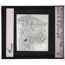 Biologie florale. Blastophaga mâle, pistil de la fleur galle.