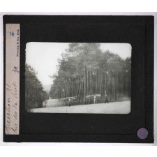 Forêts de France. Feuillus et résineux. Arcachon. Vue sur la forêt.